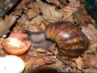 a.m.suturalis (004)